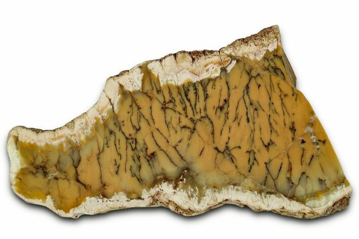 Polished Yellow Dendritic Opal Slab - Western Australia #353801